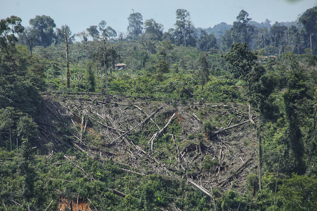 Auch Indonesien hat sich verpflichtet, seine Wälder zu schützen (Bild: Azwar Ipank/AFP)