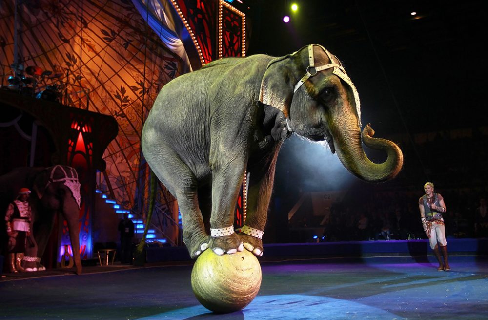 Elefant im Zirkus (Bild: Yuri Kochetkov/EPA)