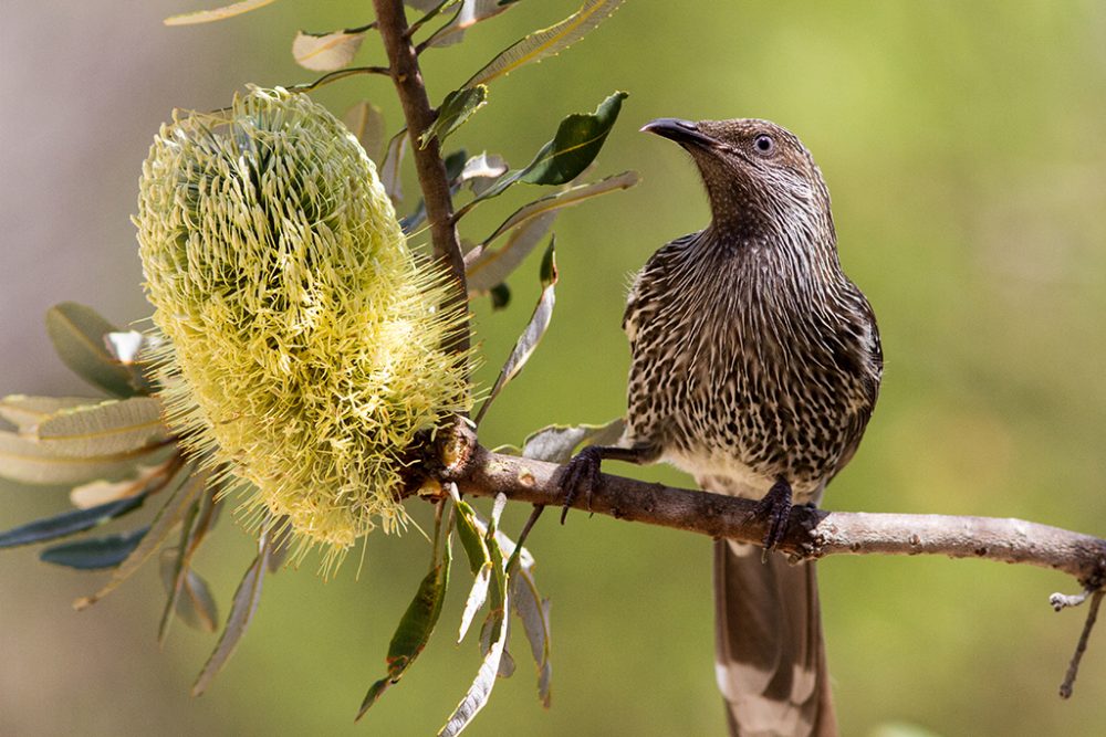 Kleiner Waldvogel ernährt sich von Banksia-Blume