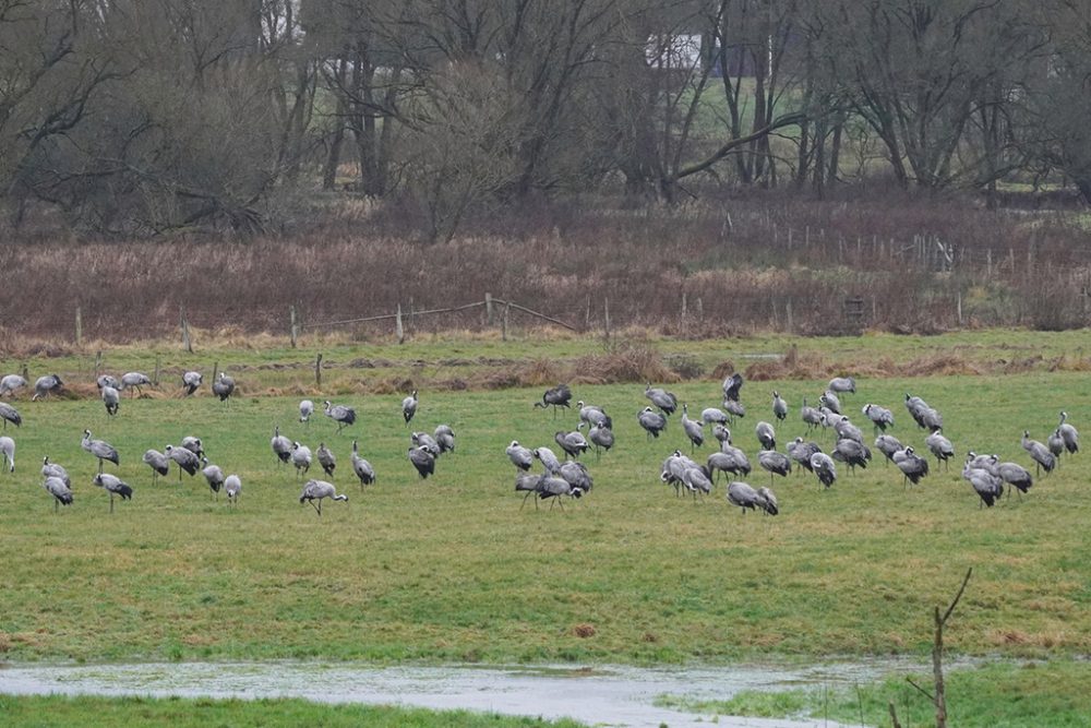 Mehrere hundert Kraniche haben am Montag auch in Deidenberg Halt gemacht (Bild: Sonja Lampertz)