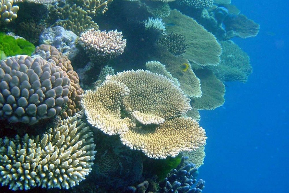 Great Barrier Reef (Illustrationsbild: James Cook University/EPA)