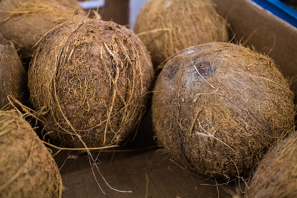 Kokosnüsse (Illustrationsbild: Siska Gremmelprez/Belga)