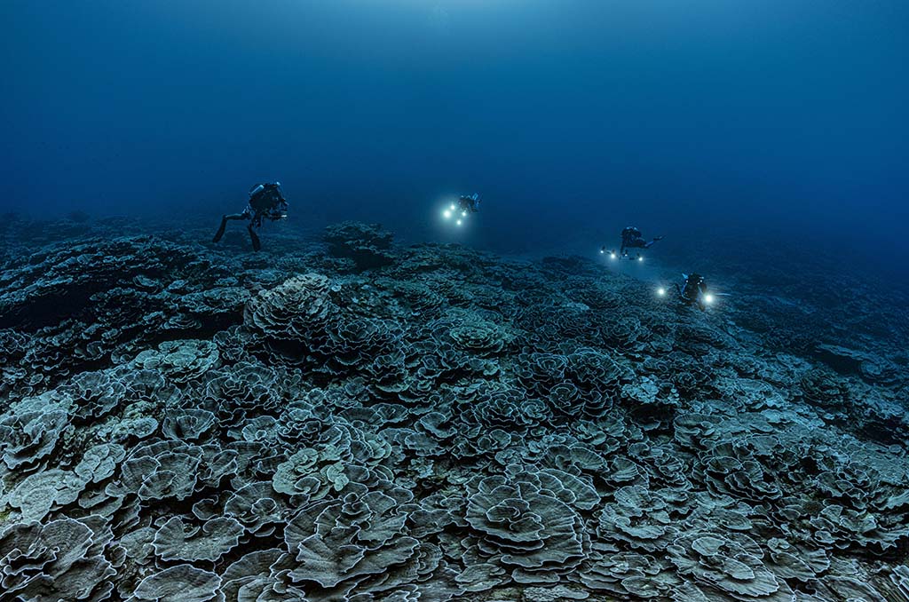 Riesiges Korallenriff vor Tahiti entdeckt (Bild: Alexis Rosenfeld/AFP)