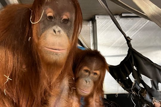 Julia und Tochter Moli bei der Ankunft in Pairi Daiza