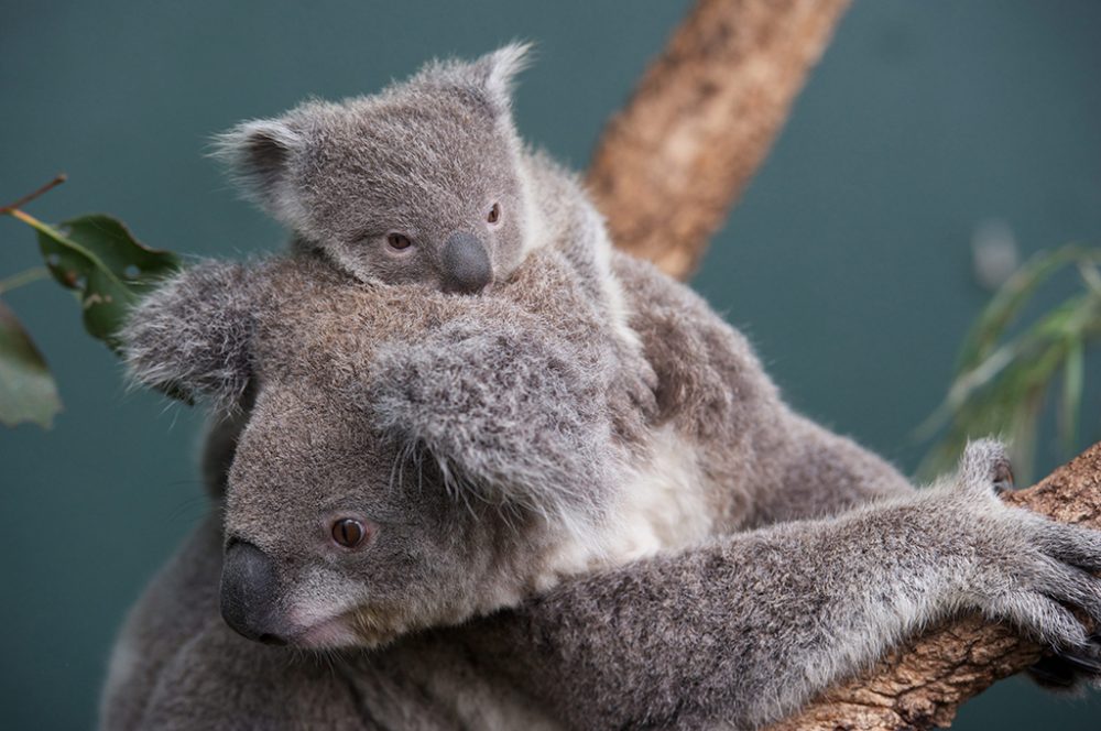 Koala (Bild: Joel Carrett/EPA)