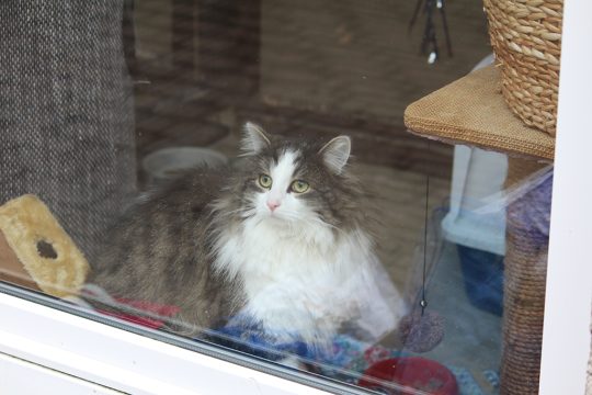 Tierheim Eupen (Bild: Justine Lenz/BRF)