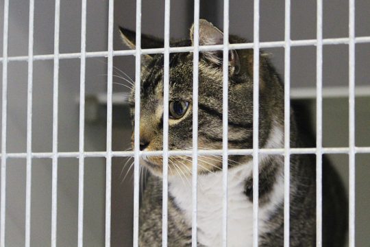 Katze im Tierheim Eupen