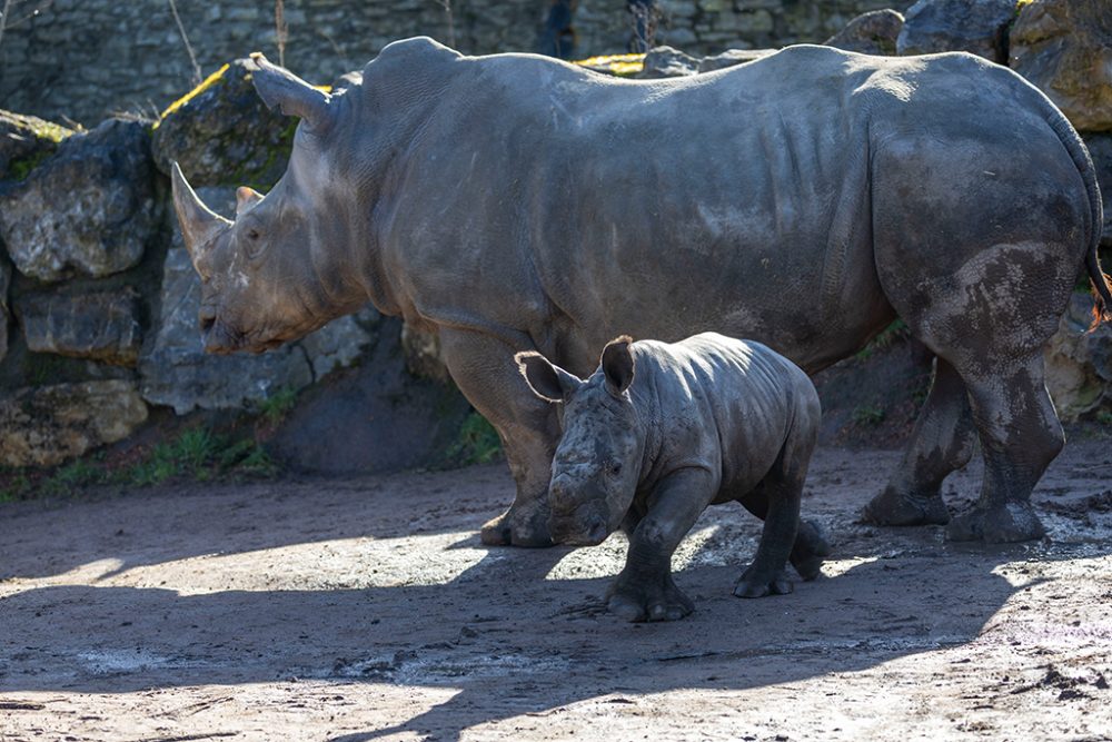 Breitmaulnashorn im Tierpark Pairi Daiza geboren