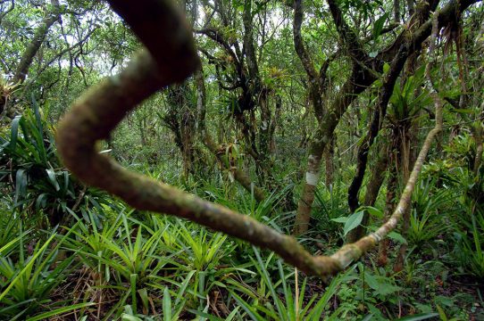 Amazonas-Regenwald in Brasilien (Bild: Ralf Hirschberger/EPA)