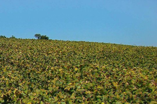 Soja-Plantage