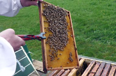 Bienenstockinhalation in Möderscheid (Bild: BRF Fernsehen)