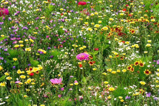 Blumensamen (Bild: Gemeinde Raeren)