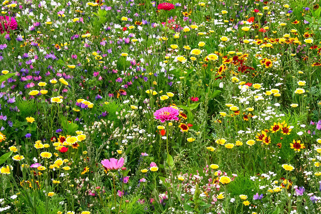 Blumensamen (Bild: Gemeinde Raeren)