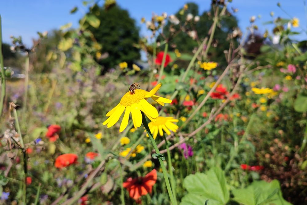 Blumenwiese in der Rodter Straße in St. Vith im September 2021