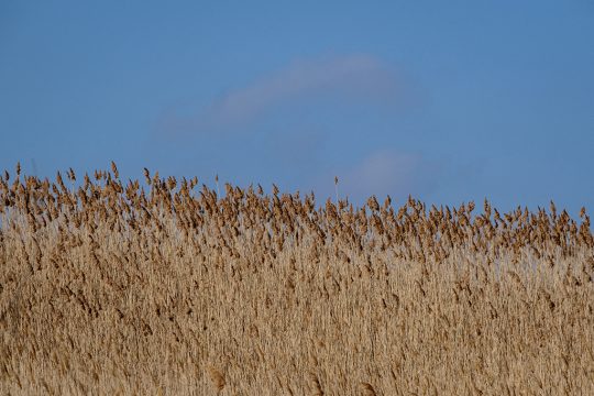 Getreidefeld im Osten der Ukraine