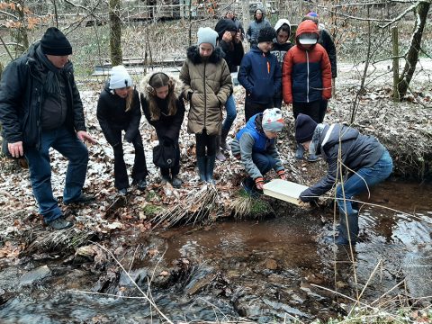 Saumons en classe: Projekt in Nidrumer Gemeindeschule (Bild: Michaela brück/BRF)