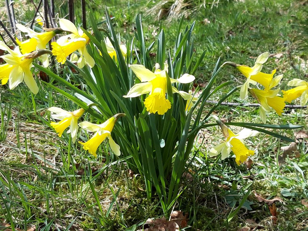 Narzissen im Holzwarchetal