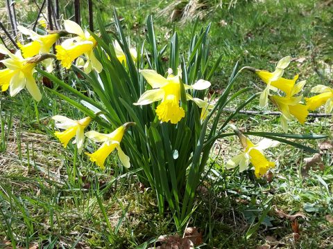 Narzissen im Holzwarchetal