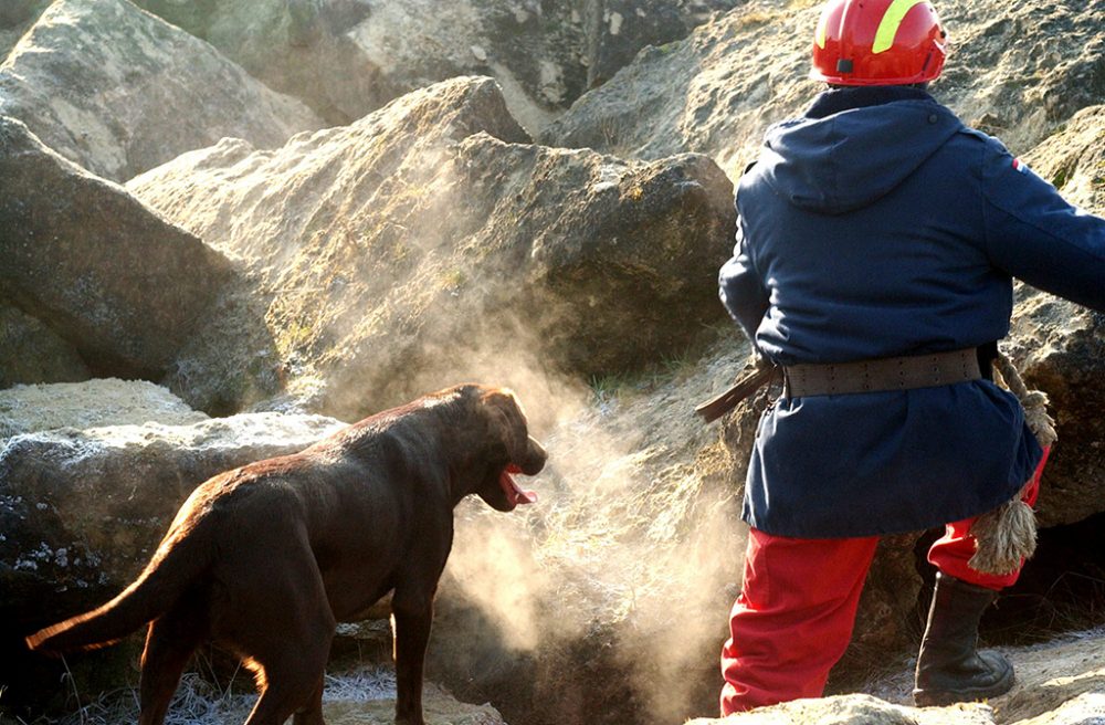 Rettungshund (Bild: Maite Dequinze/Belga)