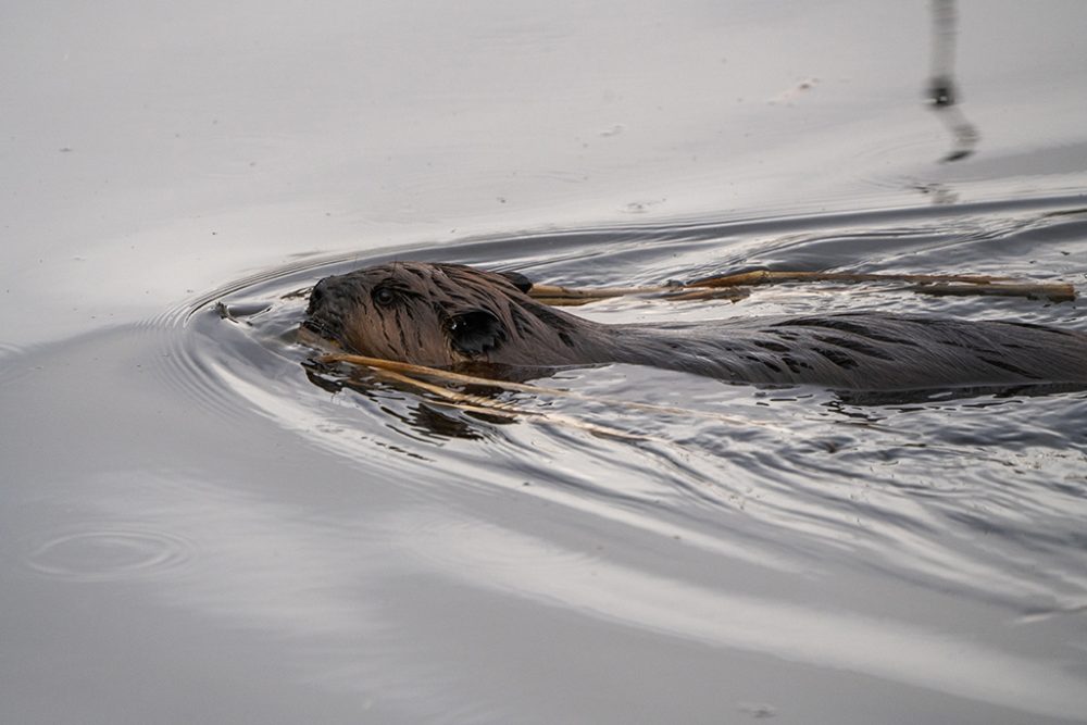 Biber im Fluss