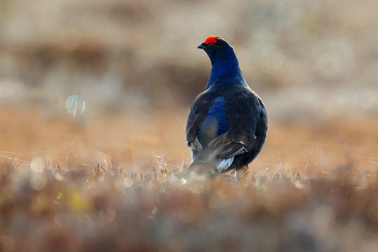 Birkhühner gibt es in Ostbelgien immer seltener (Illustrationsbild: Ondrej Prosicky/Panthermedia)