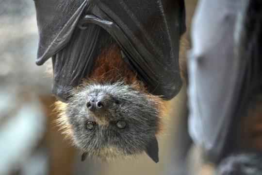 Fledermaus aus nächster Nähe