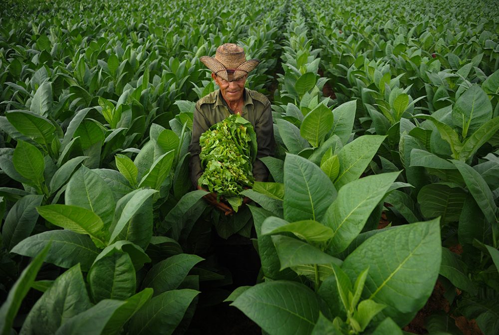 Tabak-Plantage auf Kuba (Bild: Yamil Lage/AFP)