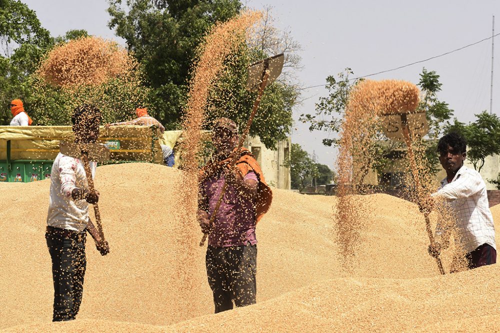 Indische Arbeiter trennen das Weizen von der Spreu in der Nähe von Amritsar (Bild: Narinder Nanu/AFP)