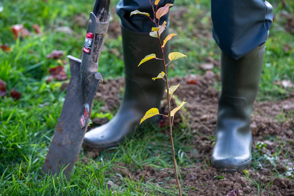 Baumpflanzaktion "Yes We Plant" (Bild: Nicolas Maeterlinck/Belga)