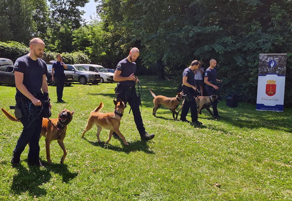 Verstärkung aus dem Tierheim für die Hundebrigade Lüttich (Bild: Jessica Defgnee/Belga)