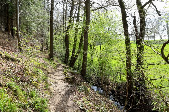 Wanderweg im Wald (Illustrationsbild: Julien Claessen/BRF)