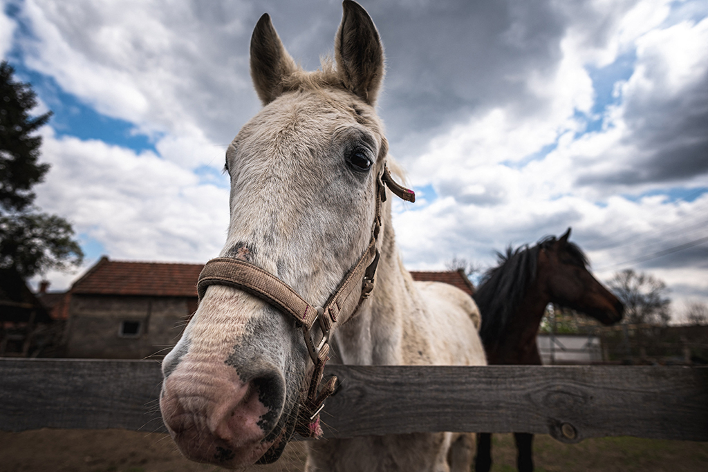 Pferde (Illustrationsbild: Andrej Isakovic/AFP)
