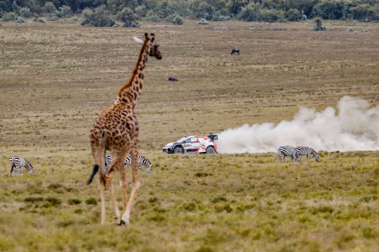 Kalle Rovanperä/Jonne Halttunen gewinnen die Safari-Rallye Kenia (Bild: Toyota Gazoo Racing)
