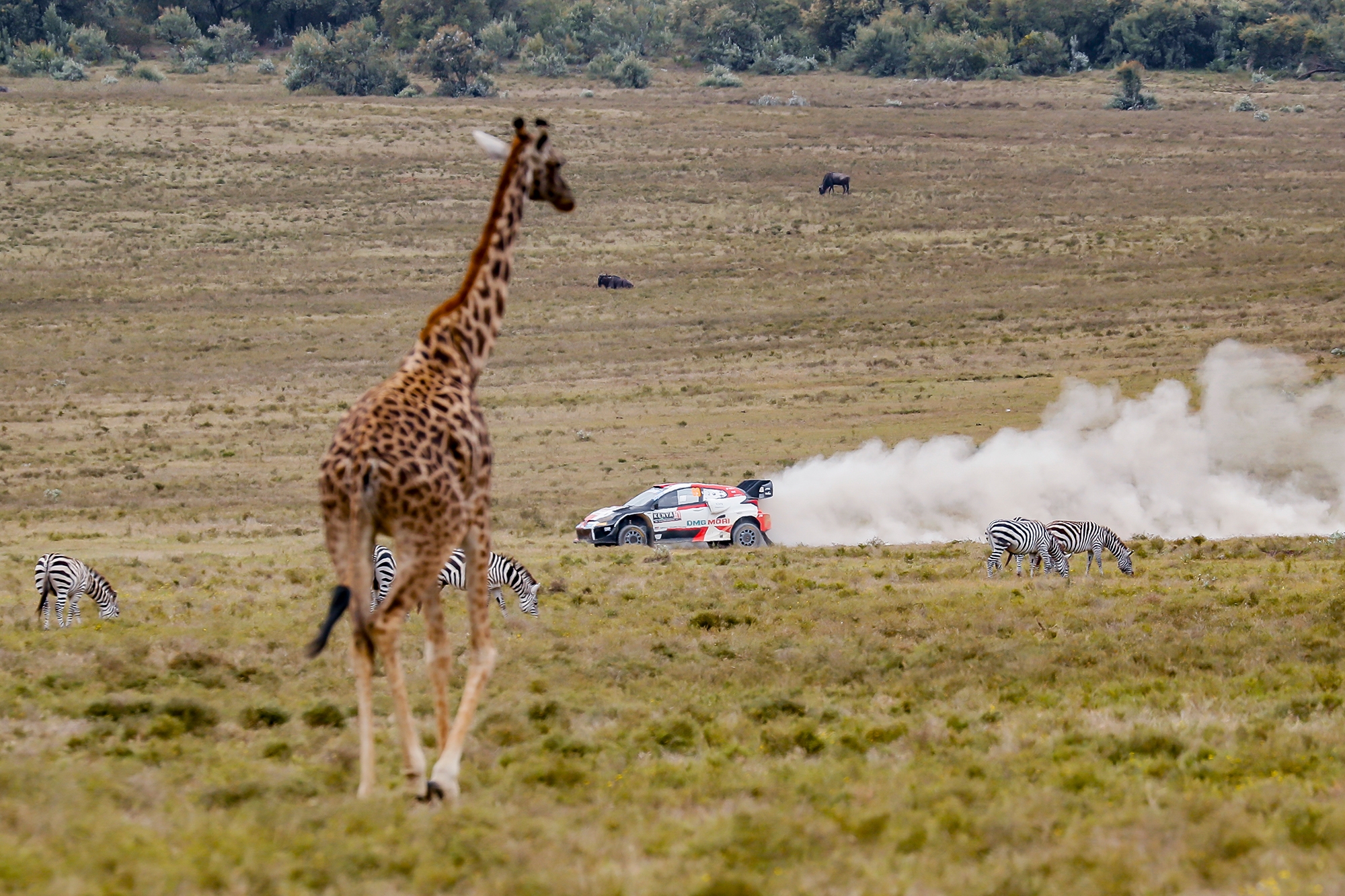 Kalle Rovanperä/Jonne Halttunen gewinnen die Safari-Rallye Kenia (Bild: Toyota Gazoo Racing)