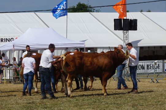 Landwirtschaftsmesse von Libramont 2022 (Bild: Stephan Pesch/BRF)