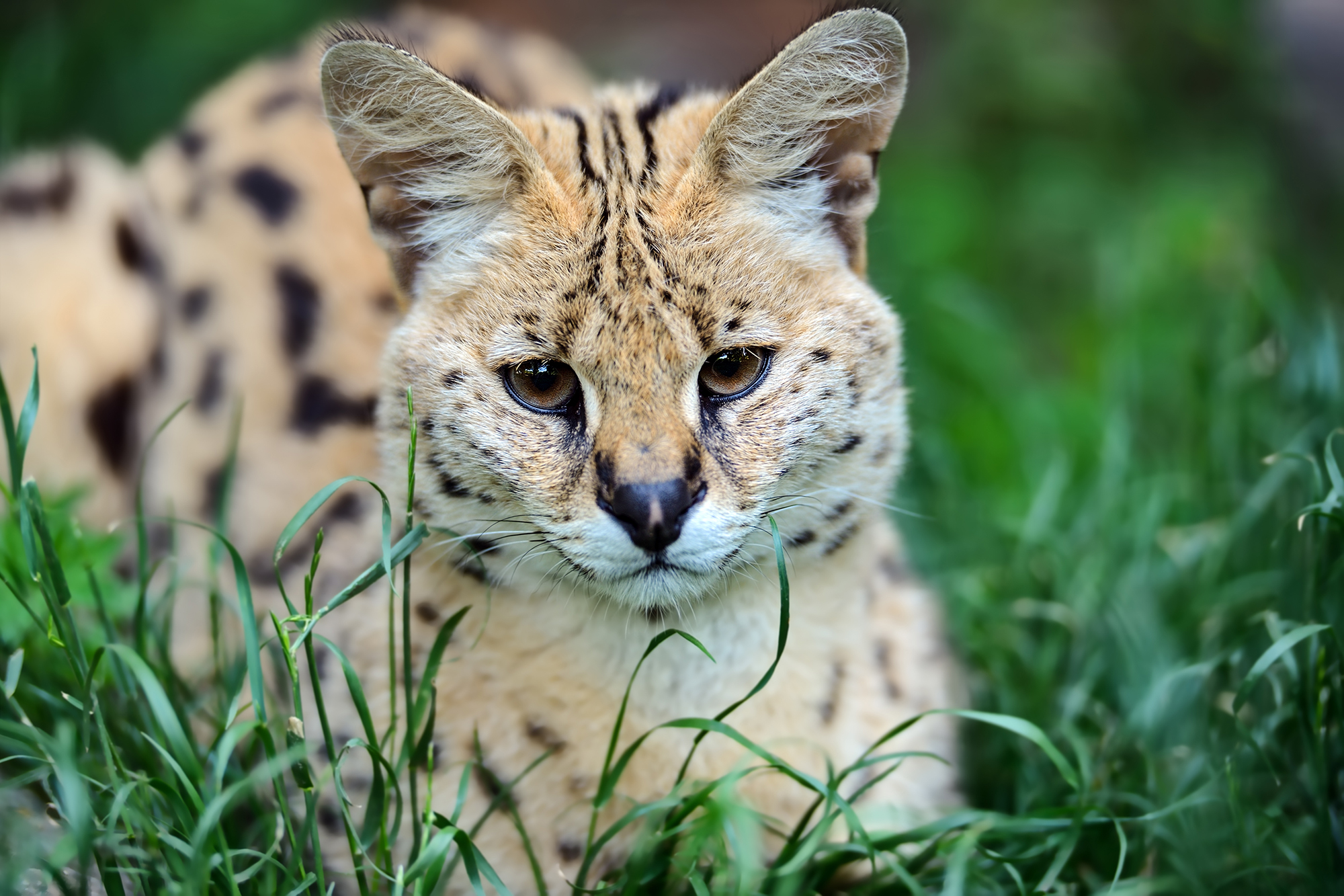 Serval-Wildkatze (Bild: © Kyslynskyy/Panthermedia)