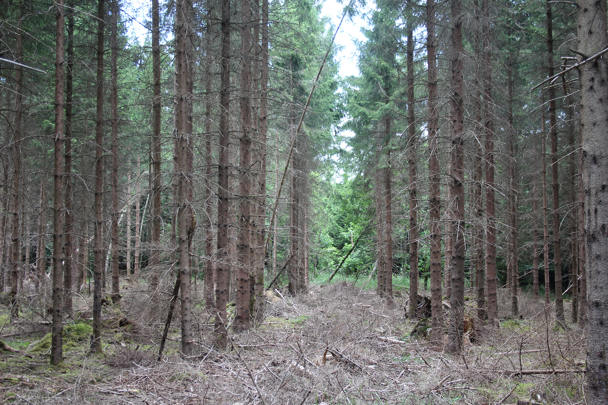 Trockener Wald zwischen Rocherath und Mürringen