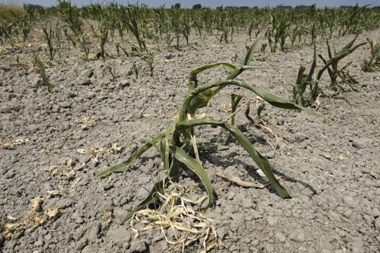 Trockenheit (Bild: Nicolas Maeterlinck/Belga)