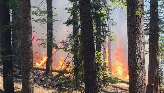 Waldbrand im kalifornischen Yosemite-Park (Bild: National Park Service/AFP)