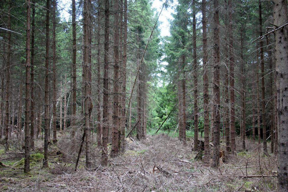 trockener Wald in Büllingen (Bild: Lindsay Ahn/BRF)