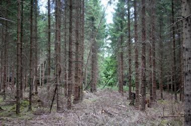 trockener Wald in Büllingen (Bild: Lindsay Ahn/BRF)