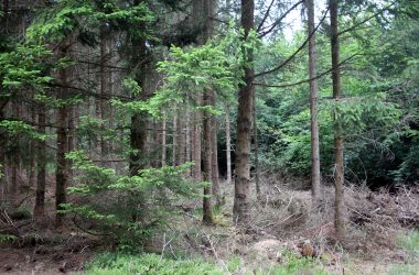 trockener Wald in Büllingen (Bild: Lindsay Ahn/BRF)