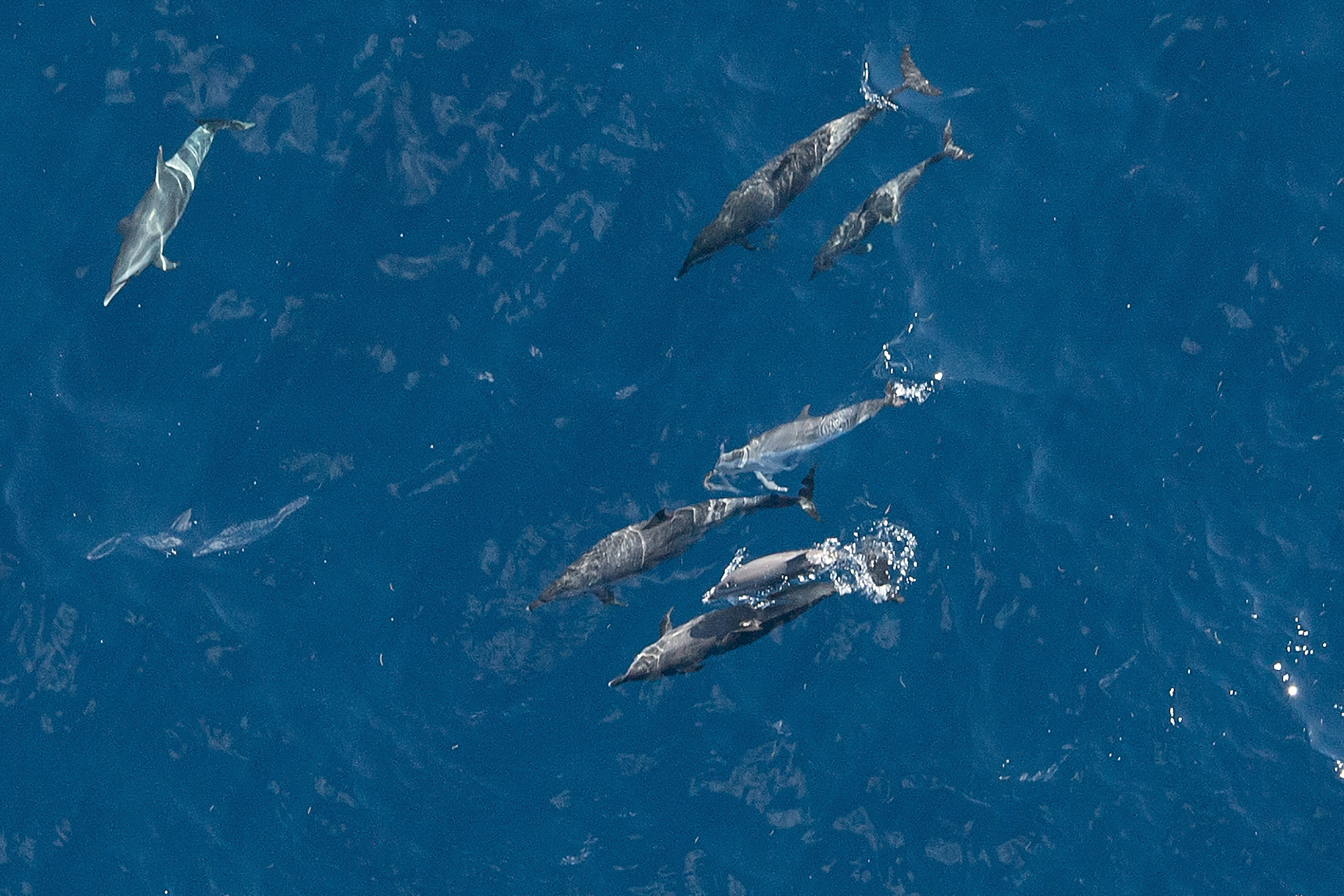 Delfine vor Martinique