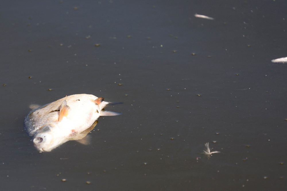 Tote Fische in der Oder (Bild: Odd Andersen/AFP)