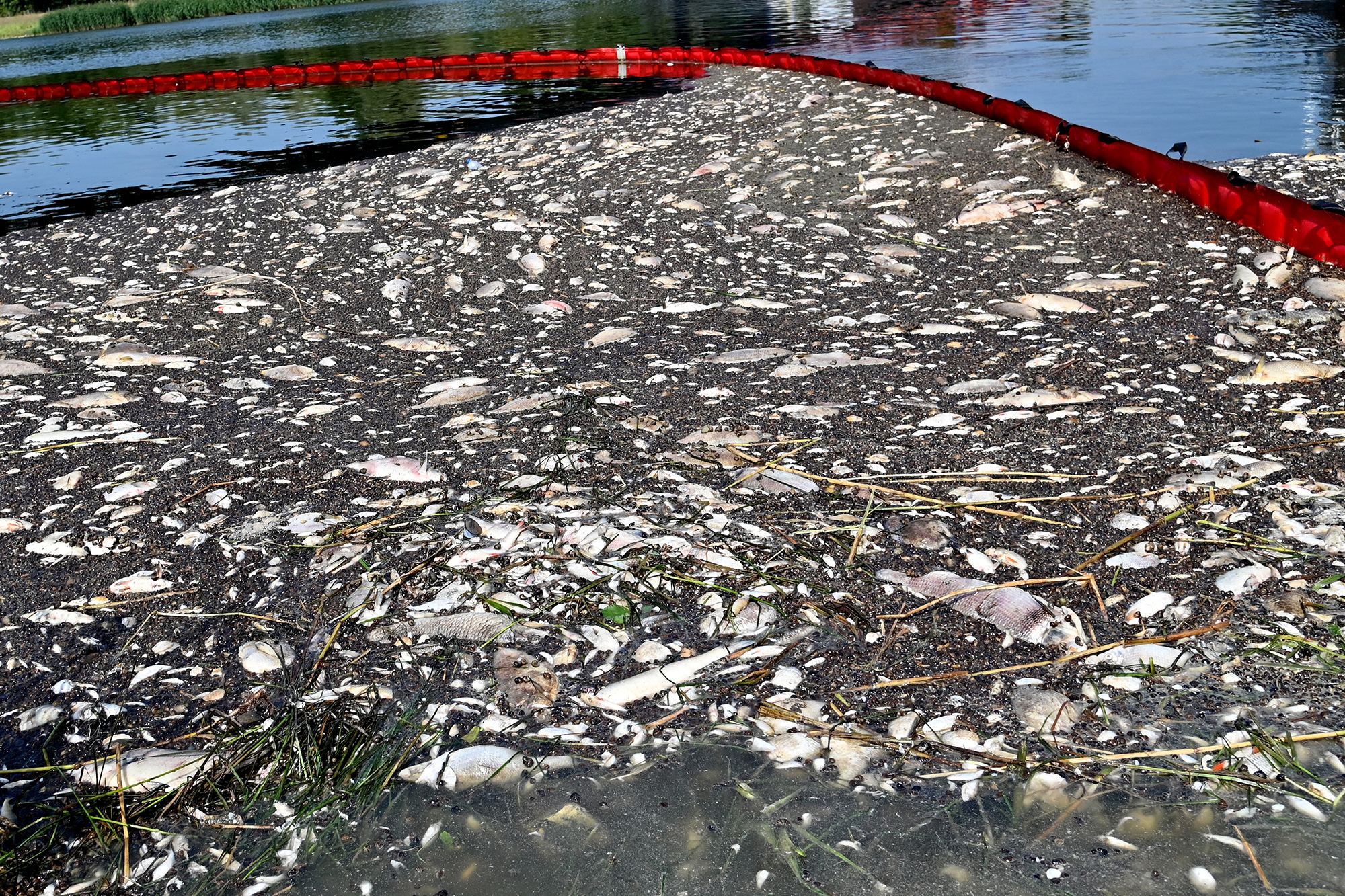 Allein auf polnischer Seite sind 100 Tonnen toter Fische aus der Oder geholt worden (Archivbild: Marcin Bielecki/AFP)