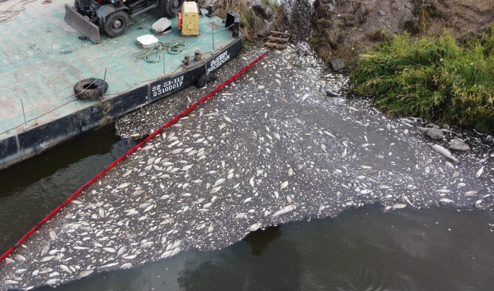 Fischsterben an der Oder (Bild: Marcin Bielecki / AFP)