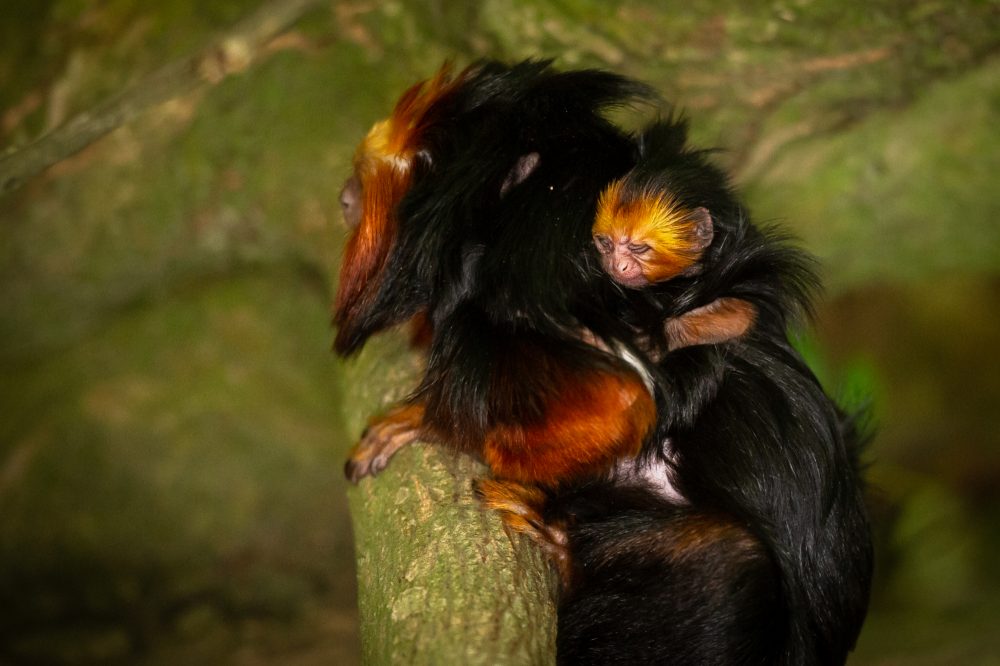 Goldkopflöwenäffchen-Nachwuchs im Zoo Planckendael (Bild: Jonas Verhulst)