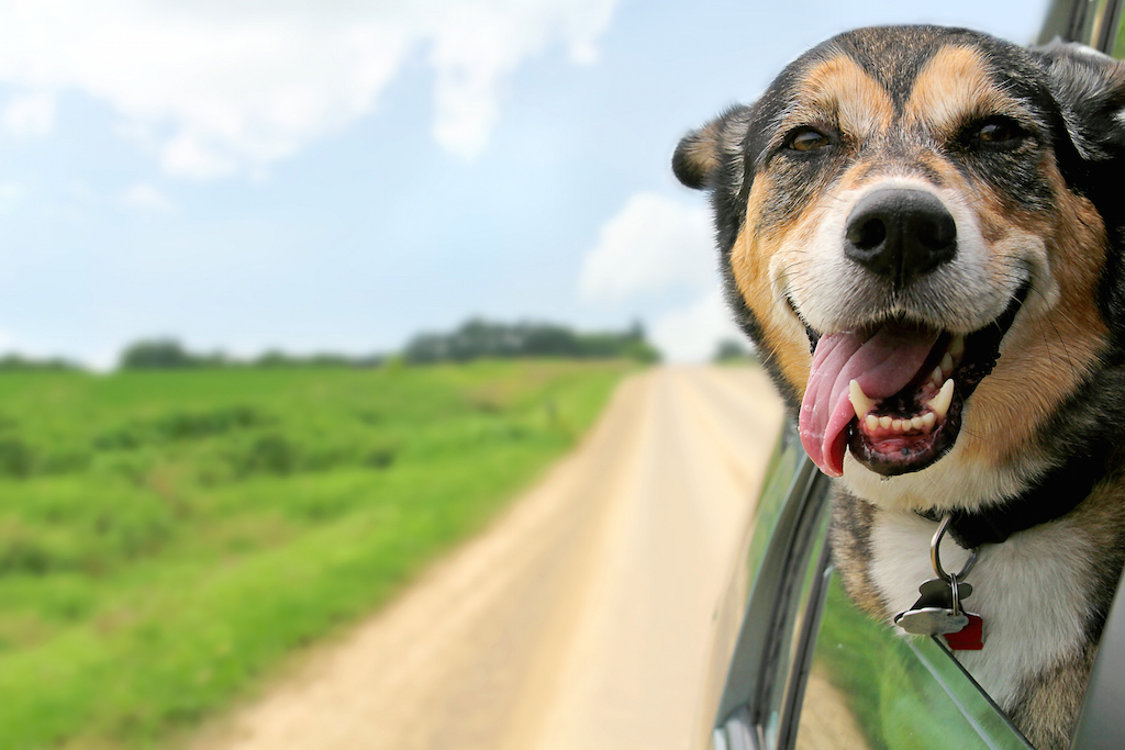 Hund im Auto (Illustrationsbild: © PantherMedia/ Christin Lola