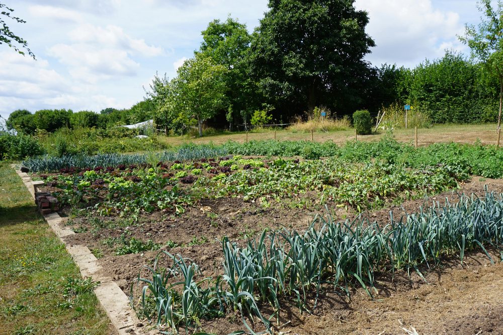 Gemüsegarten von Intego hinter dem Alten Schlachthof Eupen BRF