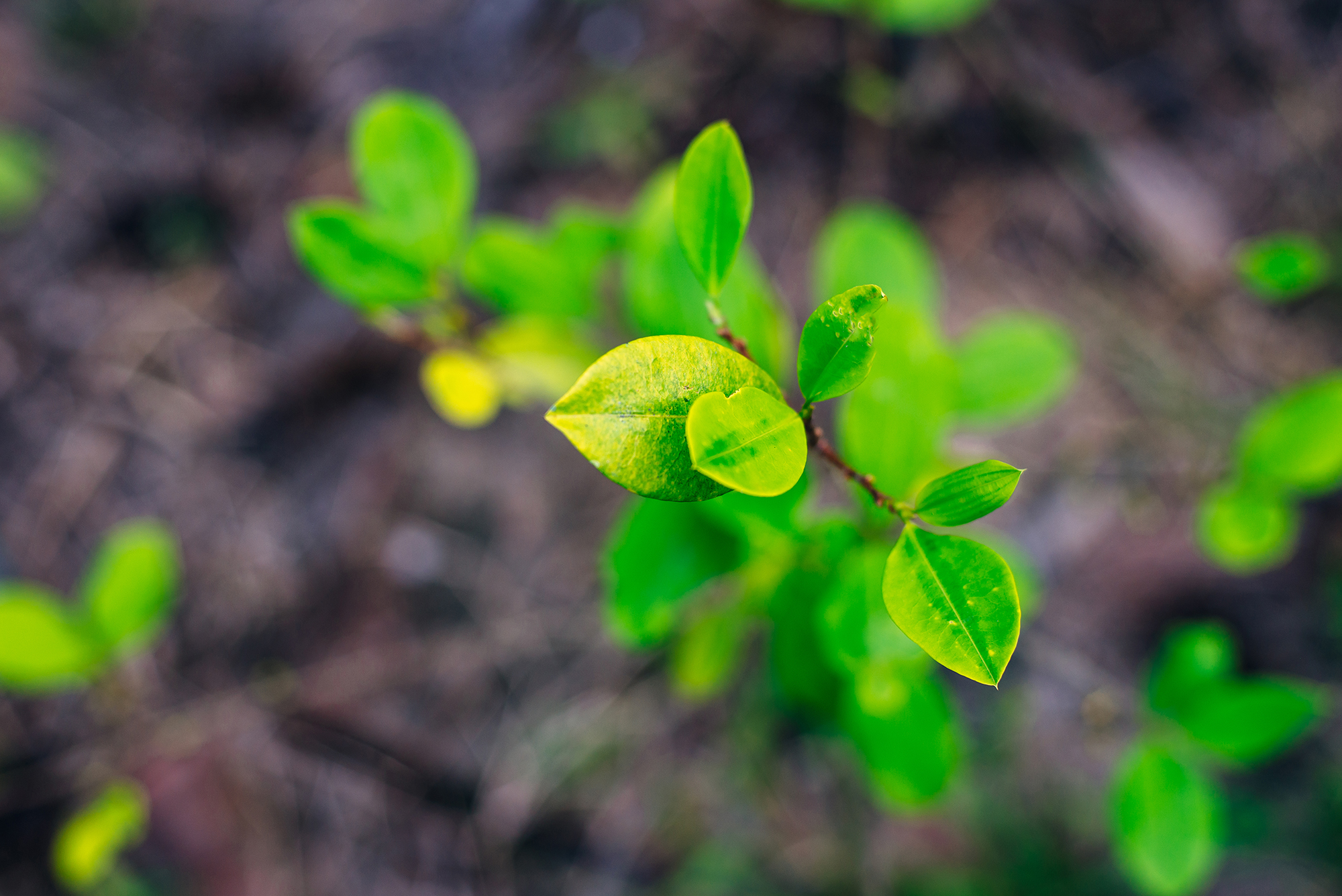 Kokapflanze mit grünen Blättern in Kolumbien (Illustrationsbild: © Bildagentur PantherMedia/ibrester)